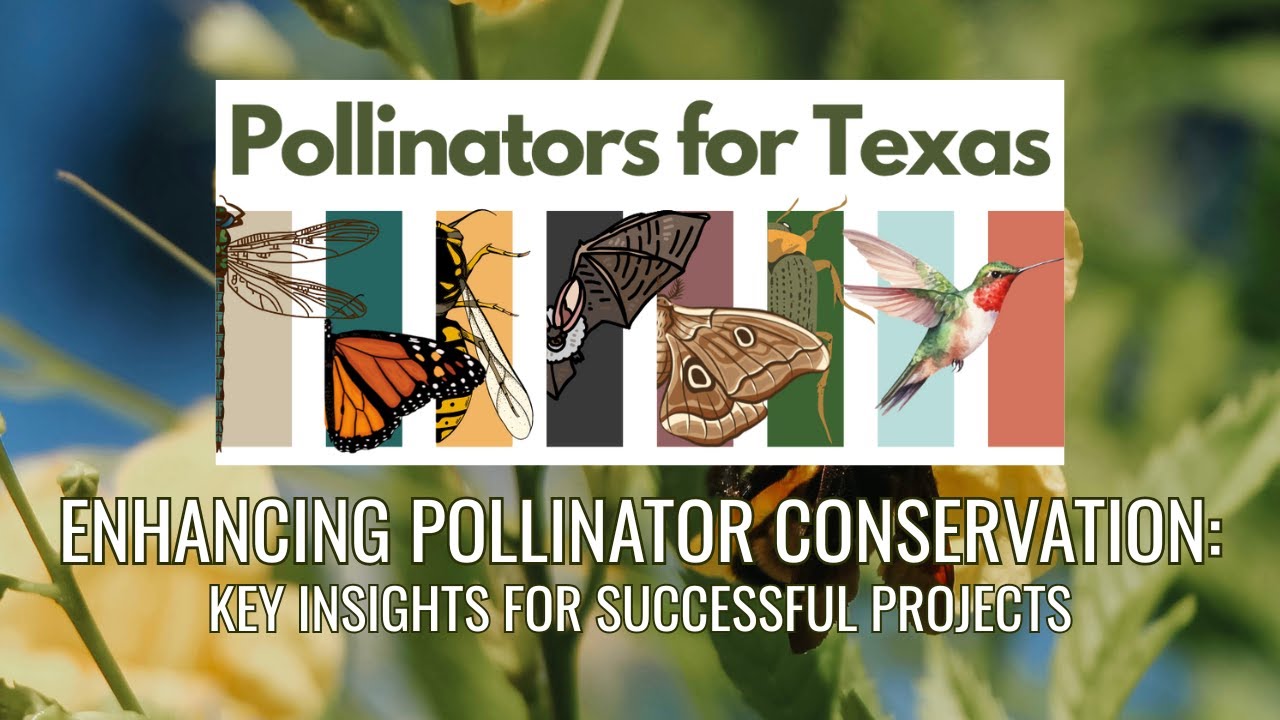 Enhancing Pollinator Conservation Key Insights for Successful Projects - Pollinators for Texas 2025