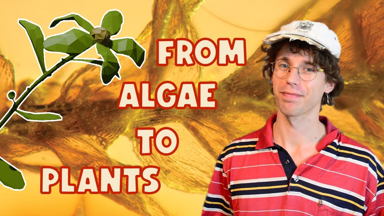 How the First Plants Came to Land: Bryophytes and the Early Land Plants
