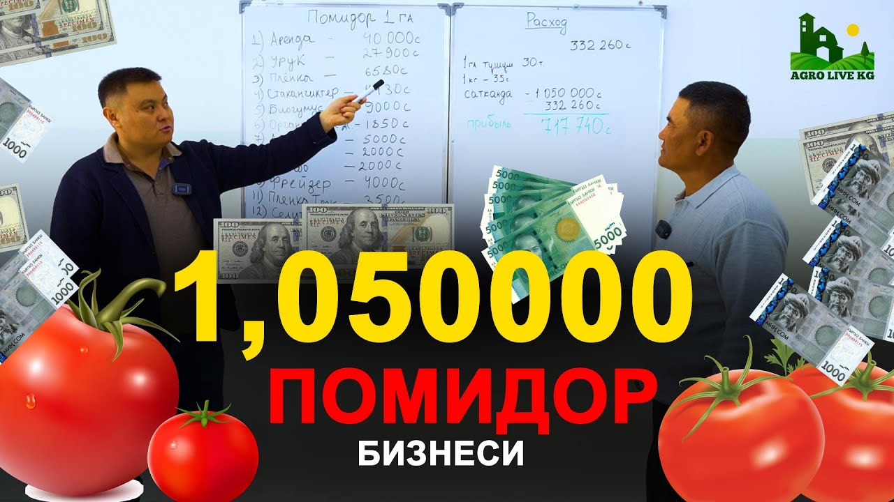 Помидор өстүрүп миллионер болгула. 1 гектарга канча чыгым кетет? Эсептедик. ПОМИДОР 7-серия