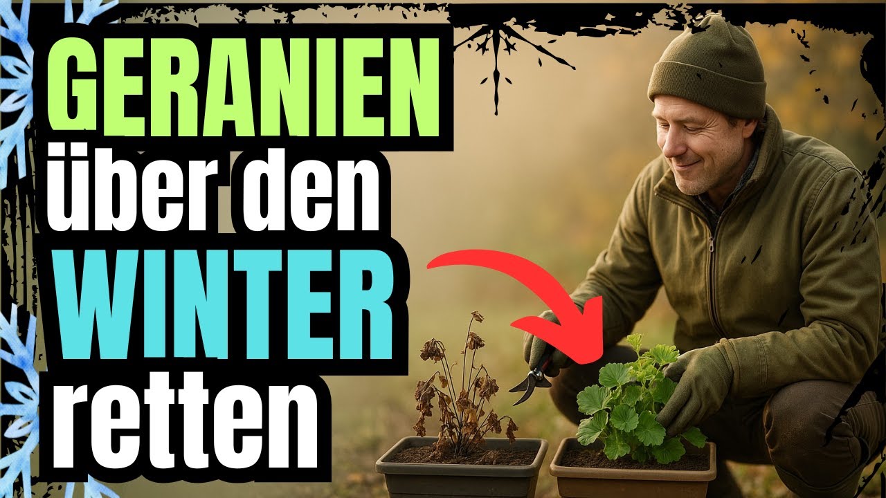 🌸❄️ Geranien &uuml;berwintern wie ein Profi &ndash; vom Winterschlaf zur Bl&uuml;tenexplosion 🌸❄️