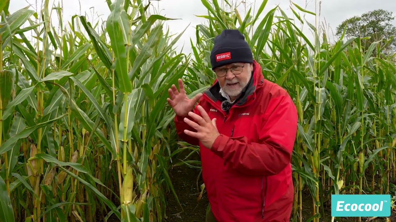 Benefits of Maize Silage | Tips from Peter Hynes