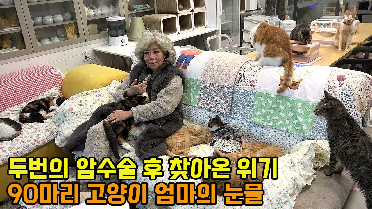 90마리 고양이 돌보는 은발의 카리스마 그녀는 왜 수술을 미루면서까지 그곳을 지키는 걸까?