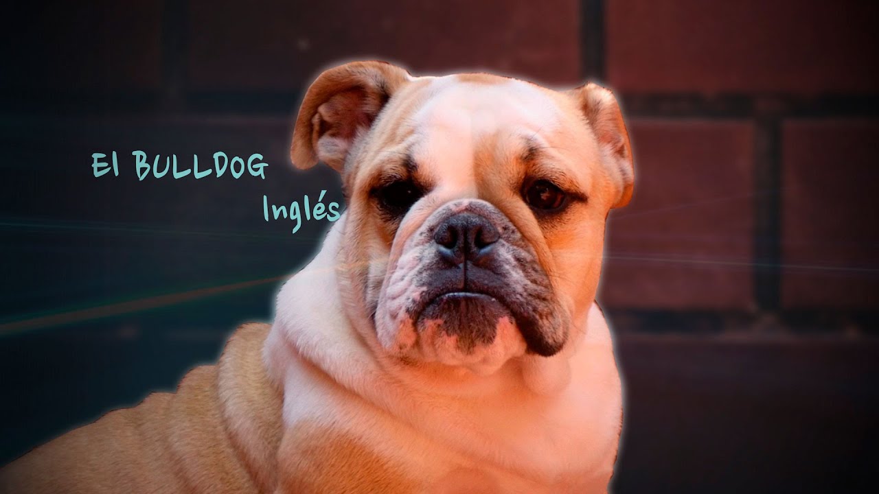 Origen y Características del Bulldog Inglés - TvAgro por Juan Gonzalo Angel