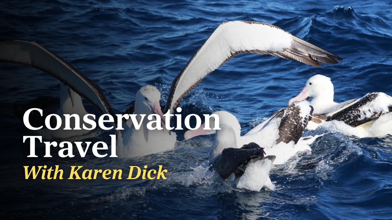 Conservation Travel: Women in Birding with Karen Dick