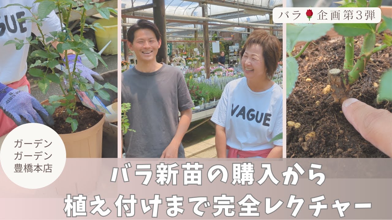 【バラ企画第3弾】渡辺さんとバラを植えてみよう！