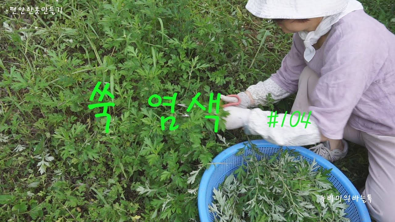 쑥염색#104  /Dye mugwort /아토피에좋은쑥염색 /천연염색 /자연염색/여름쑥