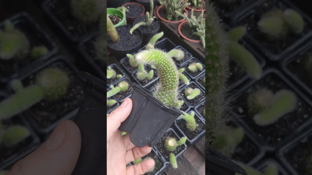 Rabo de macaco! cactos