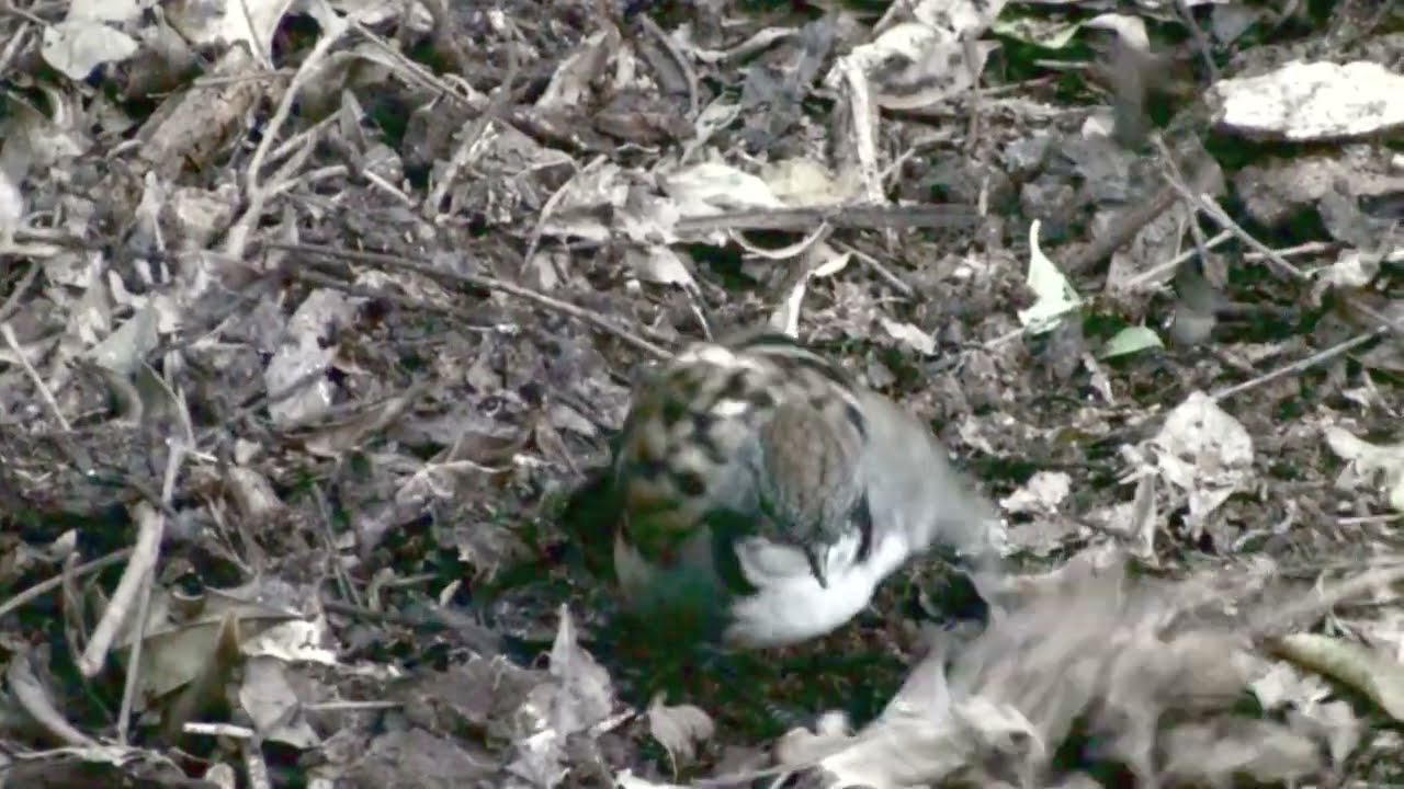 Australian Logrunner