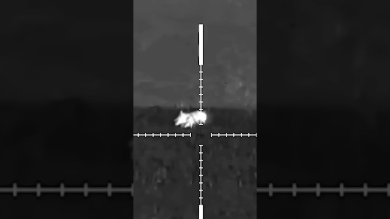 boar hunting night version 