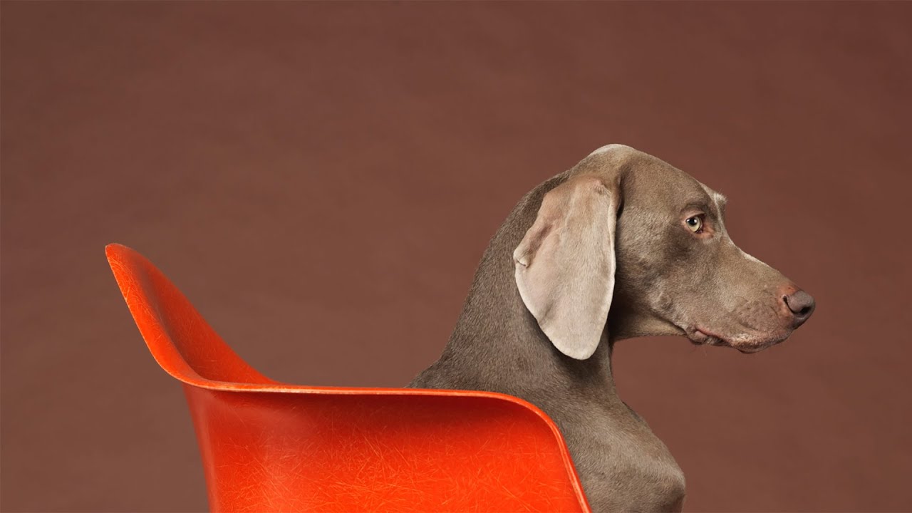 ARTIST SERIES :: WILLIAM WEGMAN