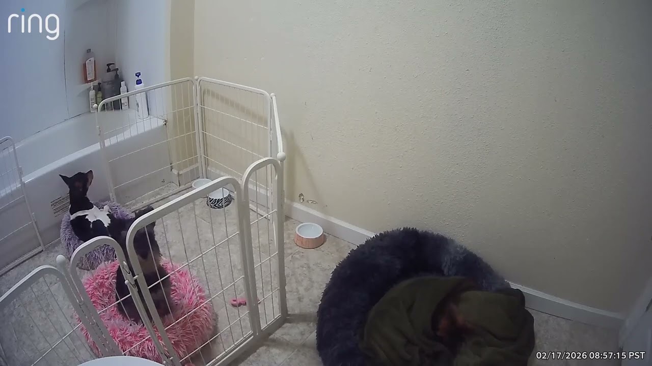 Puppies | The Cutest Thing Ever Happened 