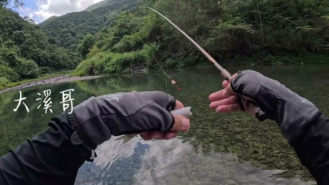 2025 12 16 快樂釣魚🎣趣 受傷的苦花（桶後溪）