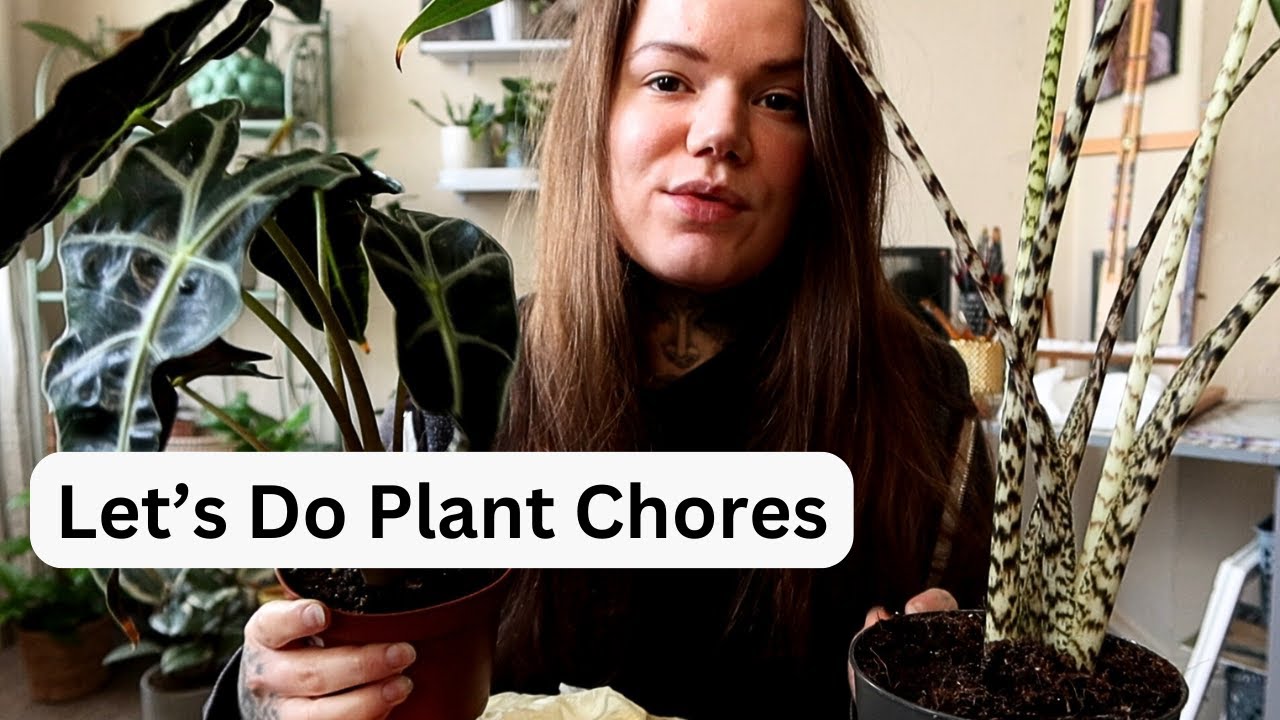 Repot With Me. Alocasia Zebrina And Alocasia Polly | Looking For Corms