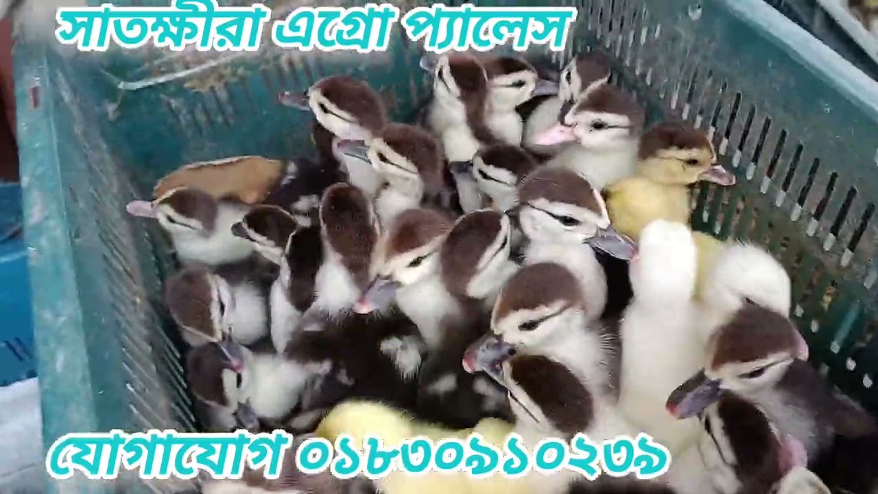 চীনাহাঁসের বাচ্চা। এক সপ্তাহ বয়সী #চিনা হাস #খামার