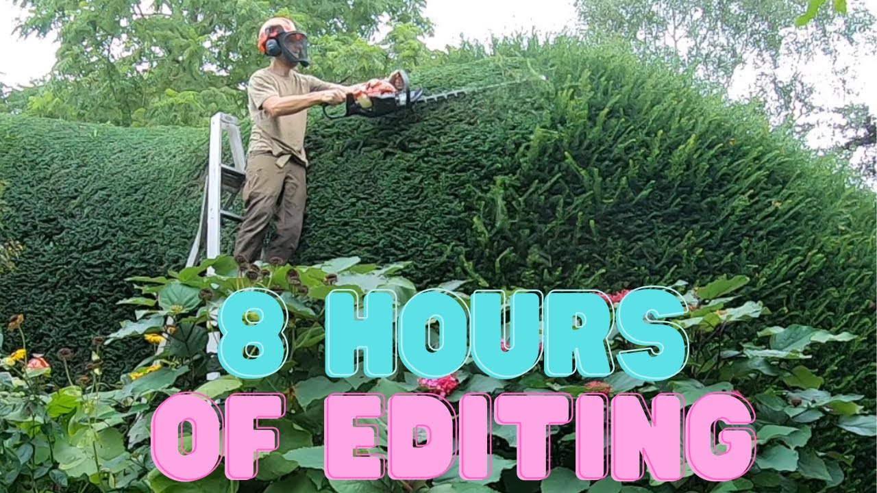 YEW wont believe this year's growth - HEDGE TRIMMING video #gardening #hedgetrimming #echotools