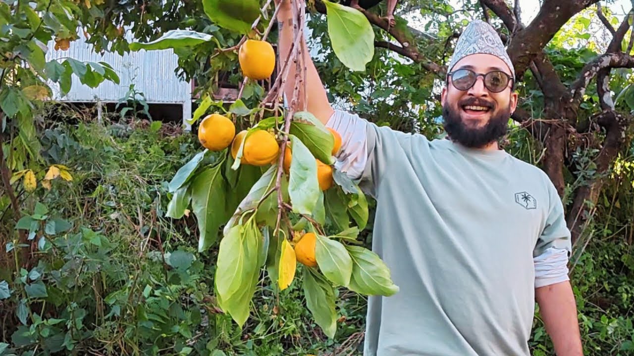 Harvest Day at Methang Farm | All Organic! 🌱