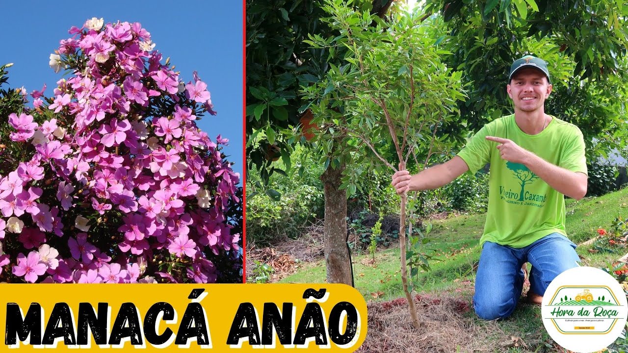 Como plantar Manacá da Serra Anão | Dicas rápidas e Funcionais