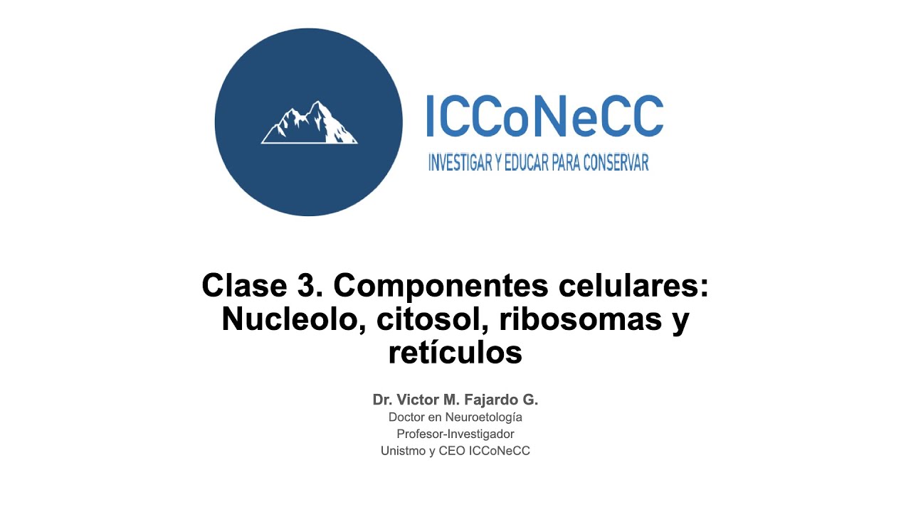 Sobre el nucleolo y los ret&iacute;culos