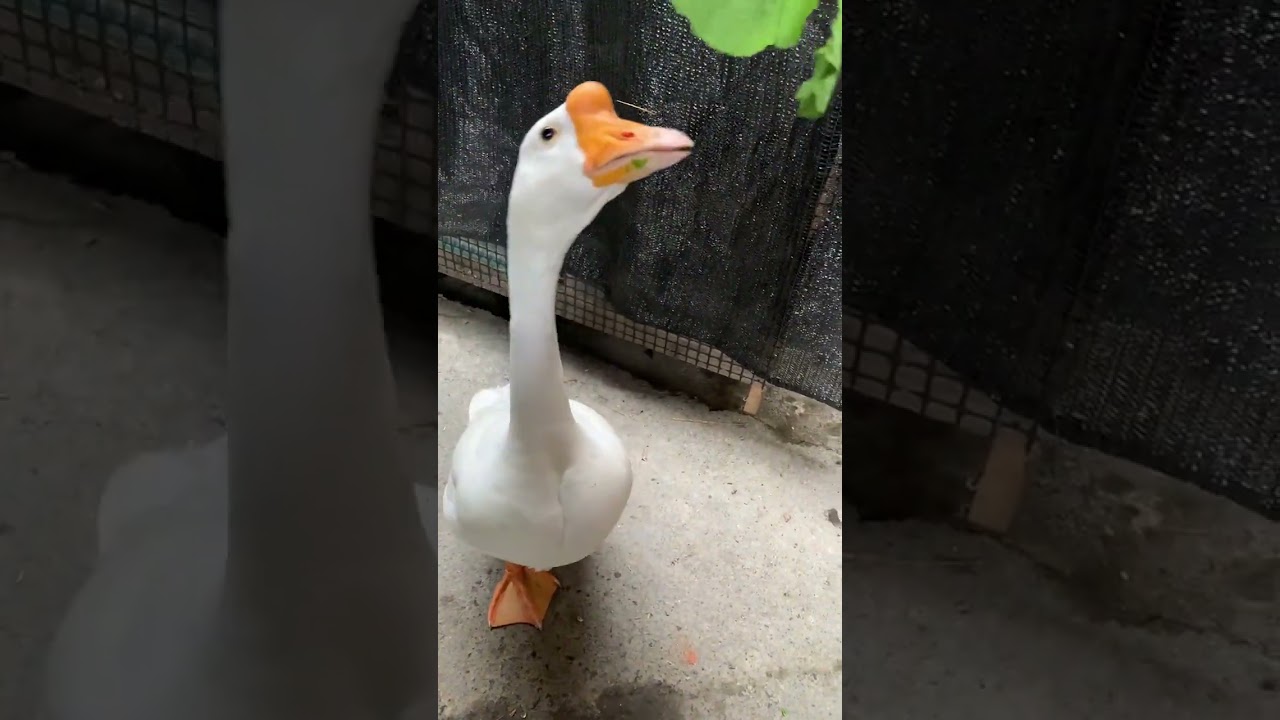 The big goose is also a bit shrewd but not many. However its intelligence is still on poin