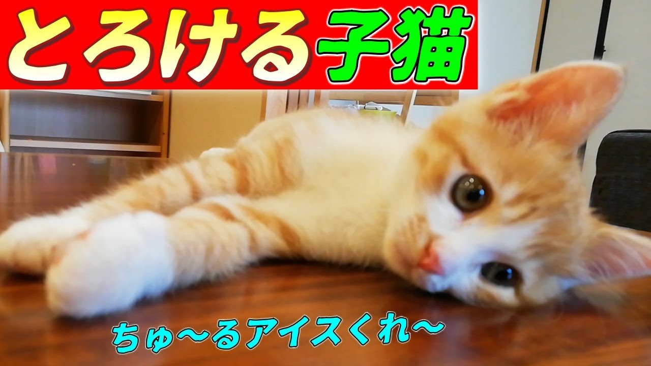 [茶トラ]子猫が暑そうなのでちゅ～るアイスをあげてみたら意外な結果に！！（保護猫）