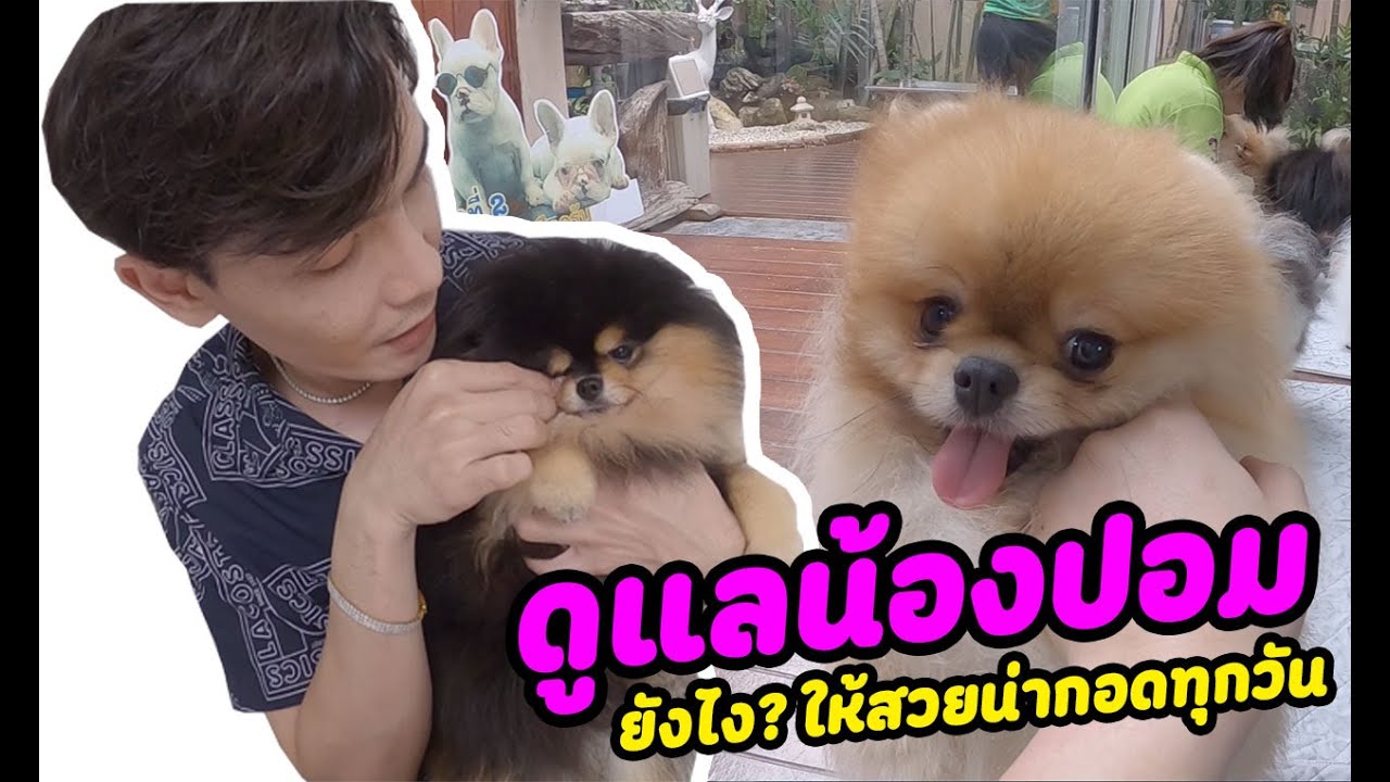 ดูแลน้องปอมที่บ้านยังไง ? ให้สวยน่ากอดทุกวัน คลิปนี้มีคำตอบอีกแล้วจ้า