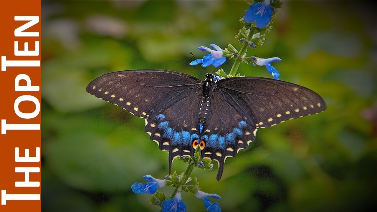 The Top Ten Most Beautiful Butterflies In The World