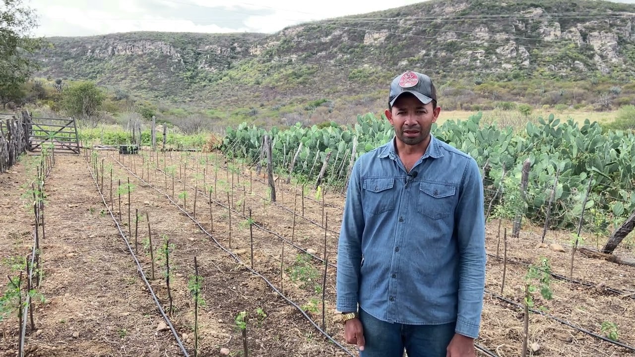 LAGOA DO BARRO PI MORINGA OLEIFERA PARA ALIMENTAÇÃO ANIMAL