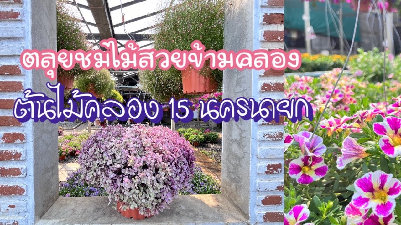 ต้นไม้โชว์ดอก ที่นี่มีให้เลือกสวยๆ ตลาดต้นไม้คลอง 15 นครนายก