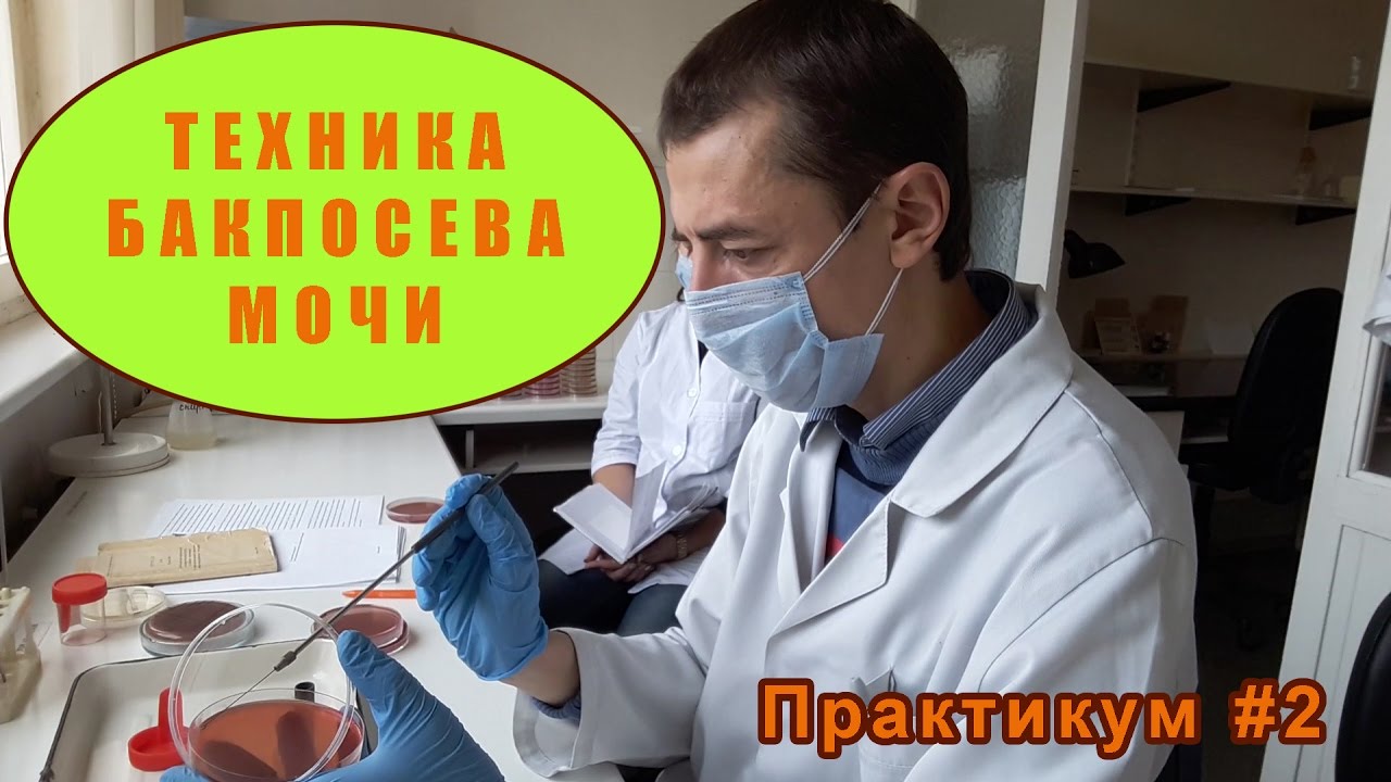 Бактериологическое исследование мочи (бакпосев). Практикум #2