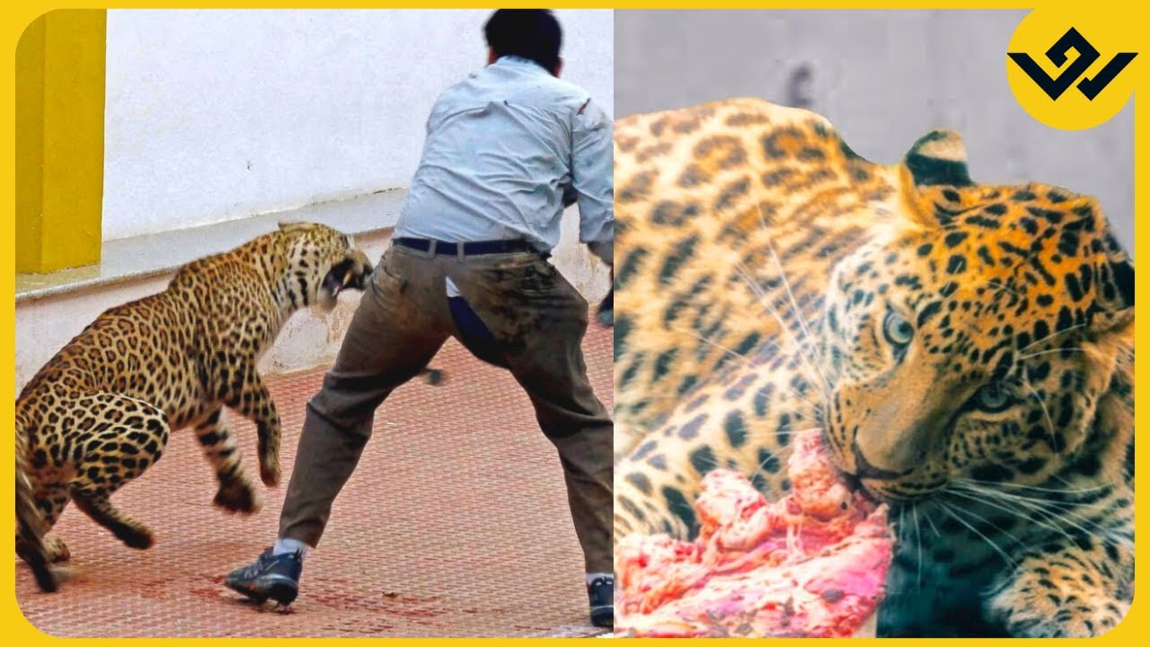 12 Insane Leopard Encounters You Should Avoid Watching