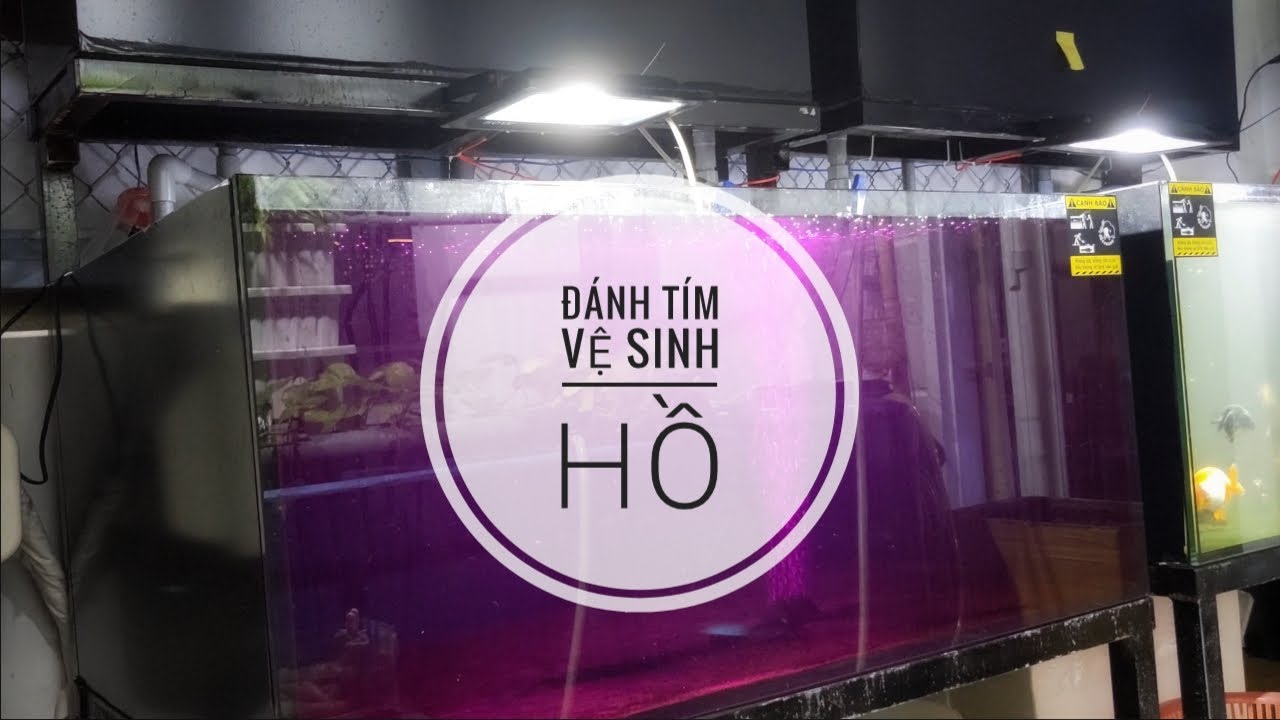 Fish 62: Cận cảnh đánh tím vệ sinh hồ | Áp dụng được cho hồ mới và hồ cũ