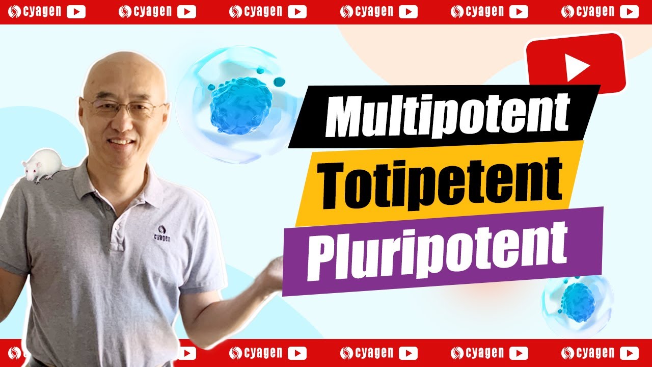 What are the differences between multipotent, totipotent and pluripotent cells?