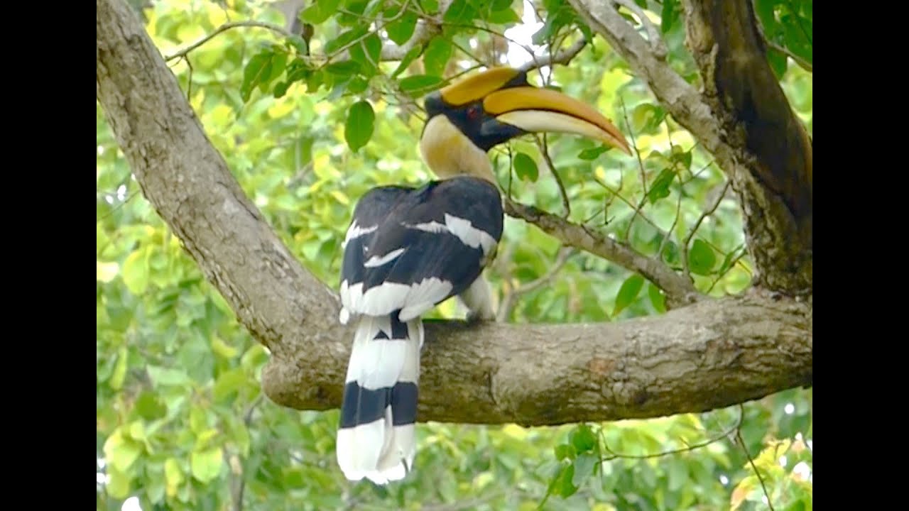 Birding India: Great Diversity of Avian Species from the Subcontinent