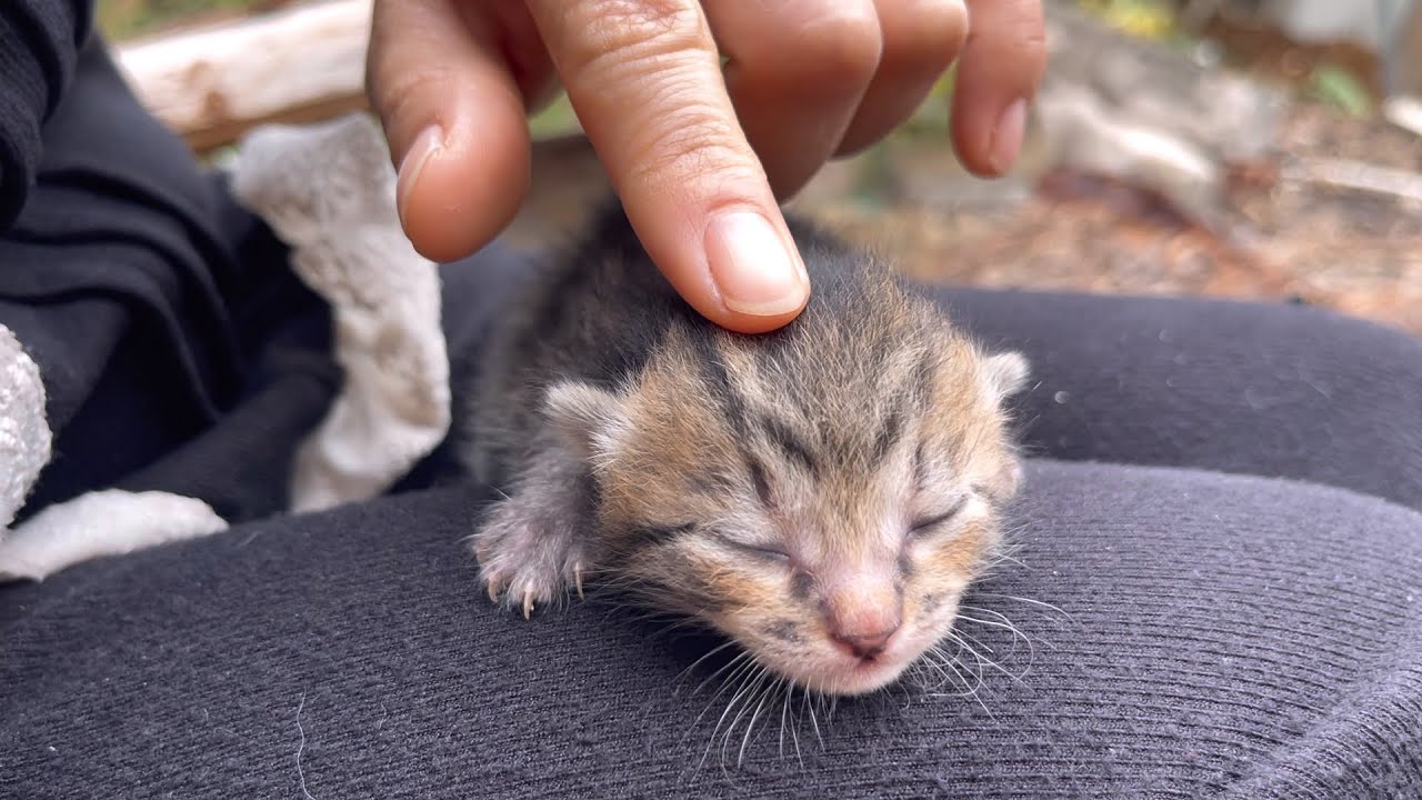 Poor kitten abandoned by its mother is sleeping soundly on my lap | Mike Family