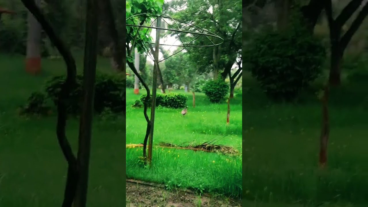 Birla house morning view 🦚🦚 grasim nagda
