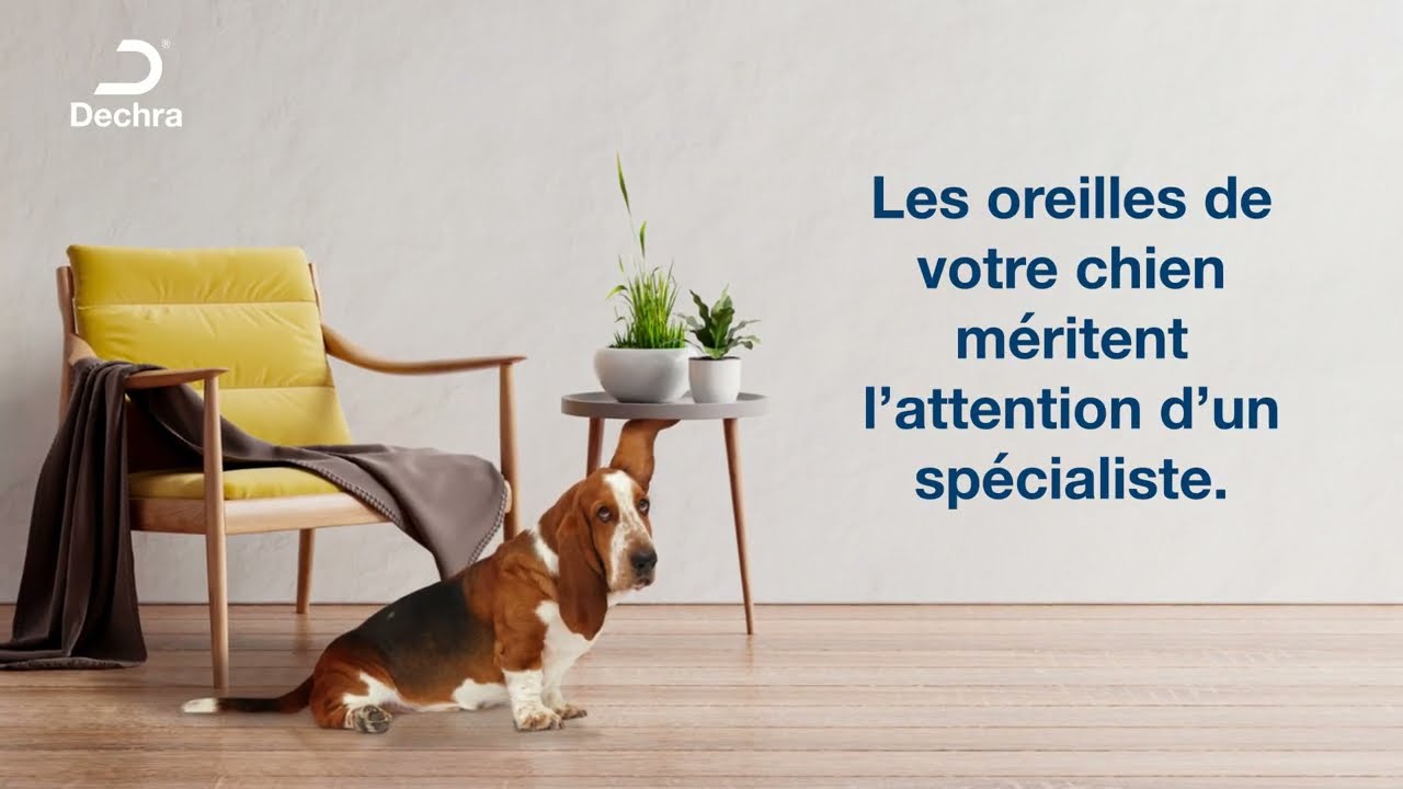 Otite externe : quelle est la cause du problème d’oreilles de votre chien ?