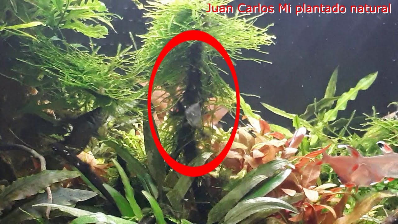 Cortejo y puesta de Tetra Rosy (Hyphessobrycon rosaceus)