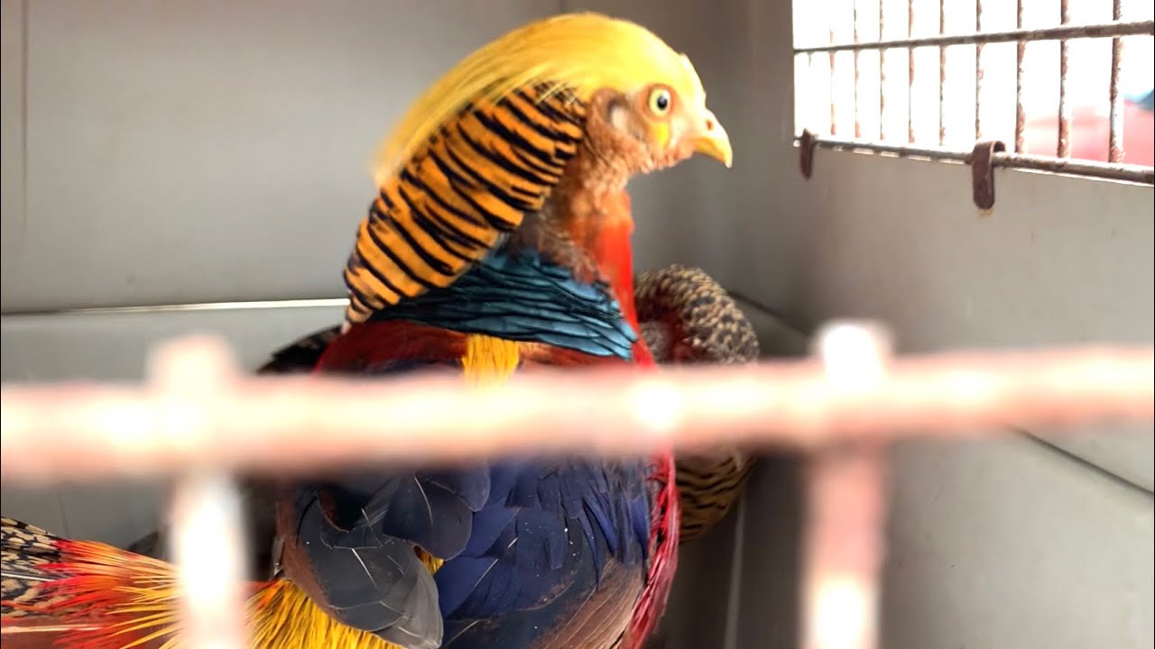 Exotic Bird and Animal Swap in Waverly Iowa 2020 ~ With Twin Cities Adventures