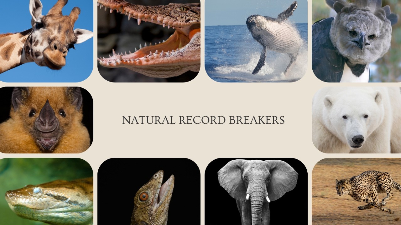 TOP 15 Animals With CRAZIEST Record-Breaking: Biggest, Fastest and Strongest