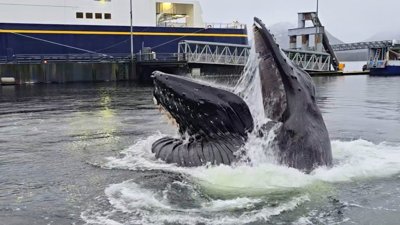 Giant Humpback Whale Emerges Just 2m From Pier in Jaw-Dropping Moment