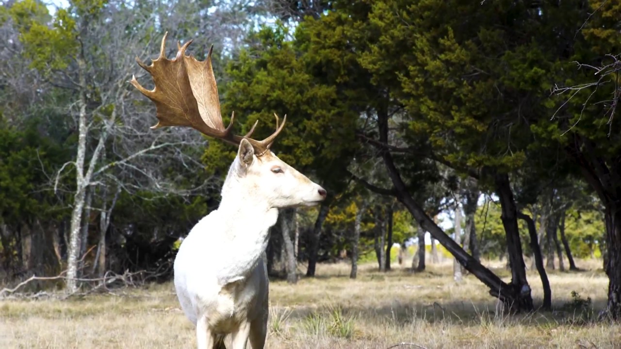 Little Creek Exotic Game Ranch