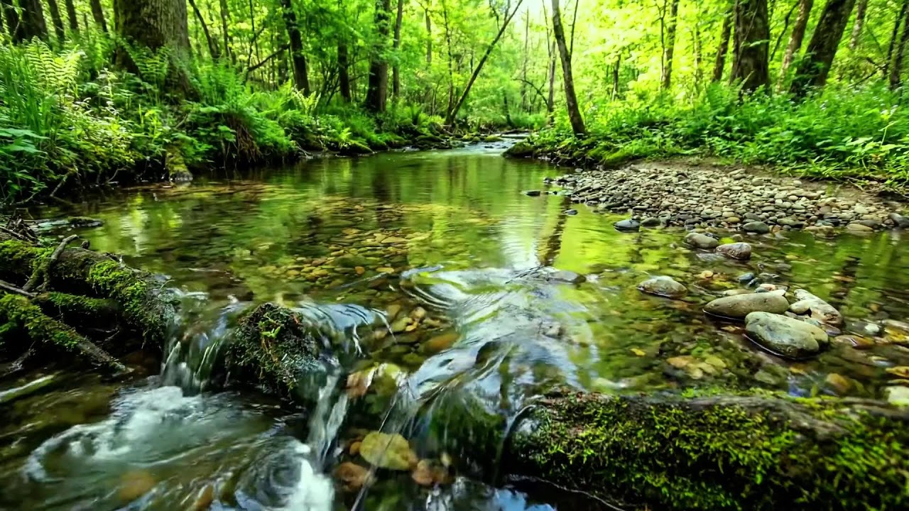 Trickling Stream and Forest Birds Singing, Beautiful Natural Relaxing Soundscape, Calming ASMR