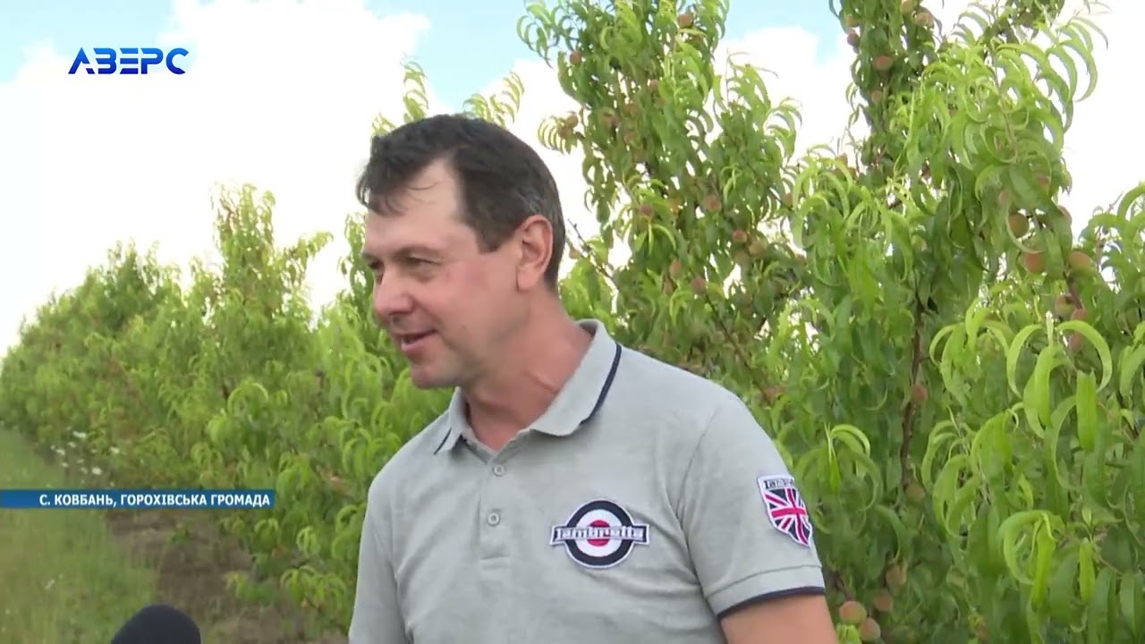 Волинське село Ковбань врятував від повного забуття персиковий сад