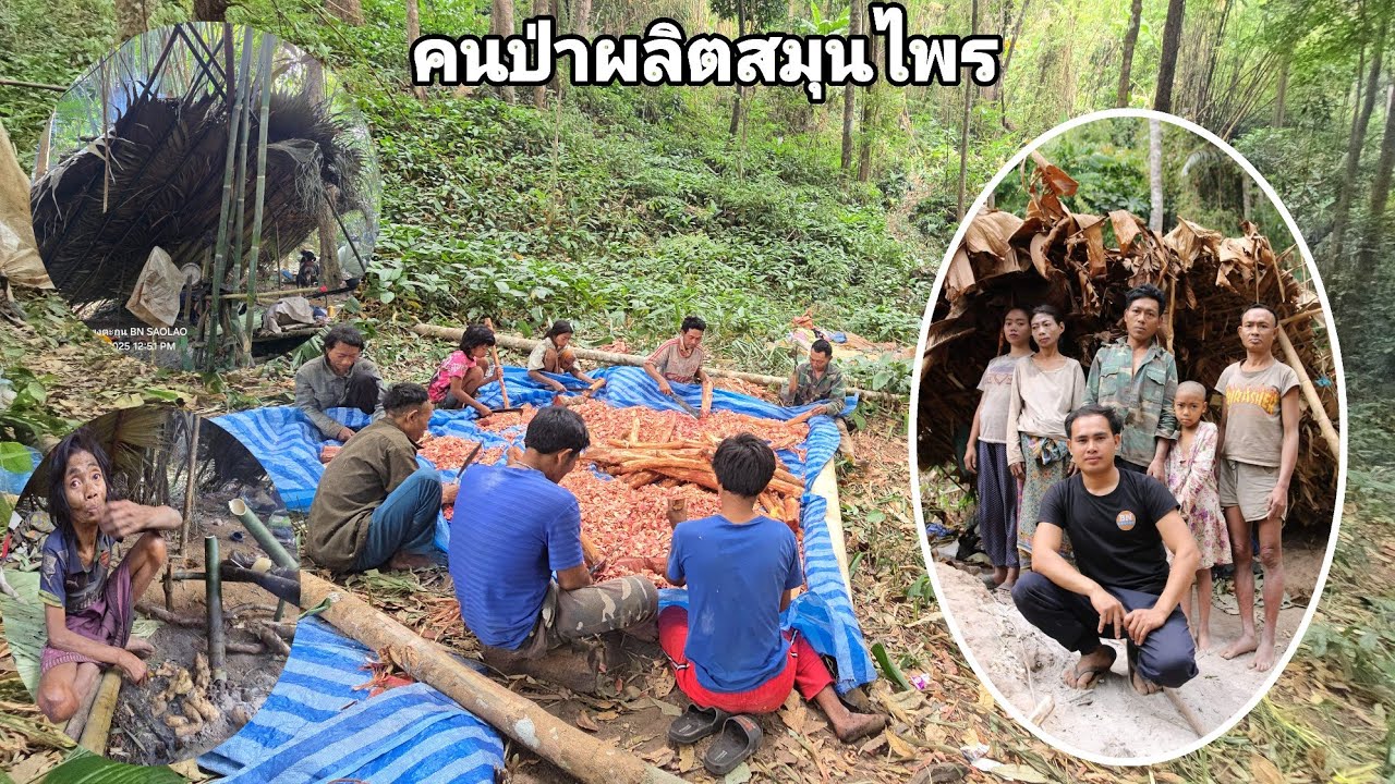 มารู้จักสรรพคุณของสมุนไพรเผ่าตองเหลืองมีอะไร คนป่า ตองเหลือง มลาบรี ຄົນປ່າ ຕອງເຫຼືອງ bn saolao 