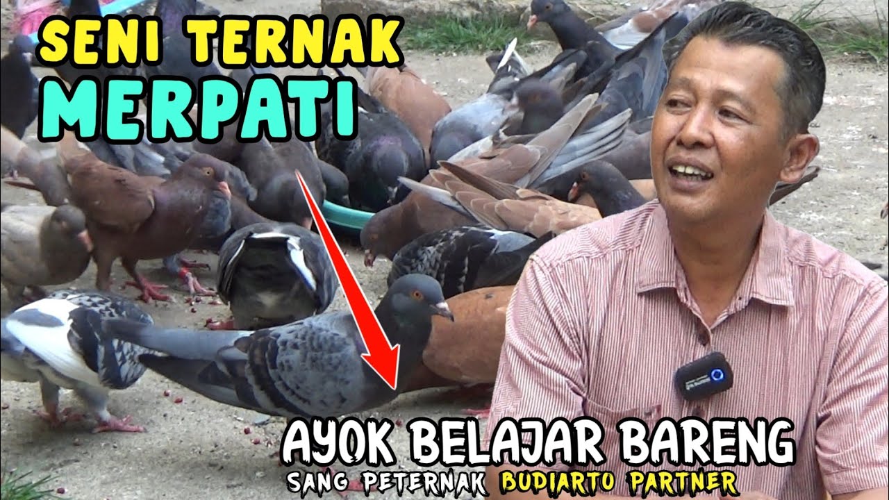 CARA TERNAK MERPATI ALA TEAM PARTNER