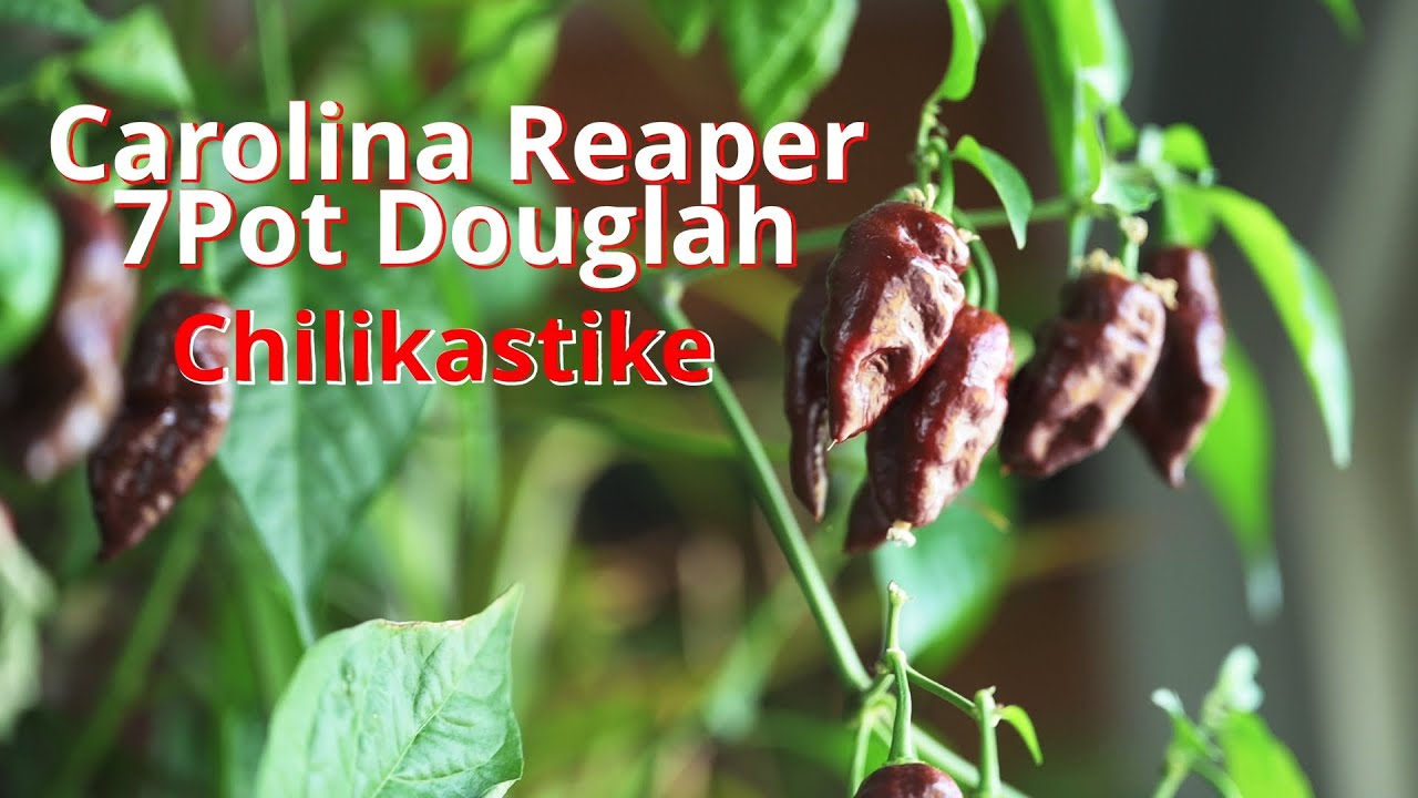 Tehdään Itse Lacto-Fermentoitu Chilikastike (Carolina Reaper 7Pot Douglah)