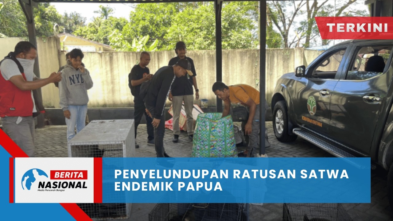 Berita Nasional Terkini | Penyelundupan Ratusan Satwa Endemik Papua
