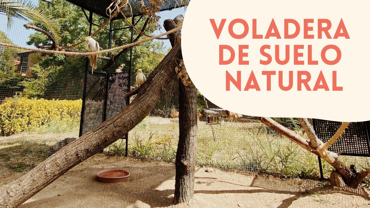 NUEVA VOLADERA CON SUELO NATURAL PARA LOROS | TENEMOS UN SUSTO | Ninfas, Agapornis, Pyrrhuras