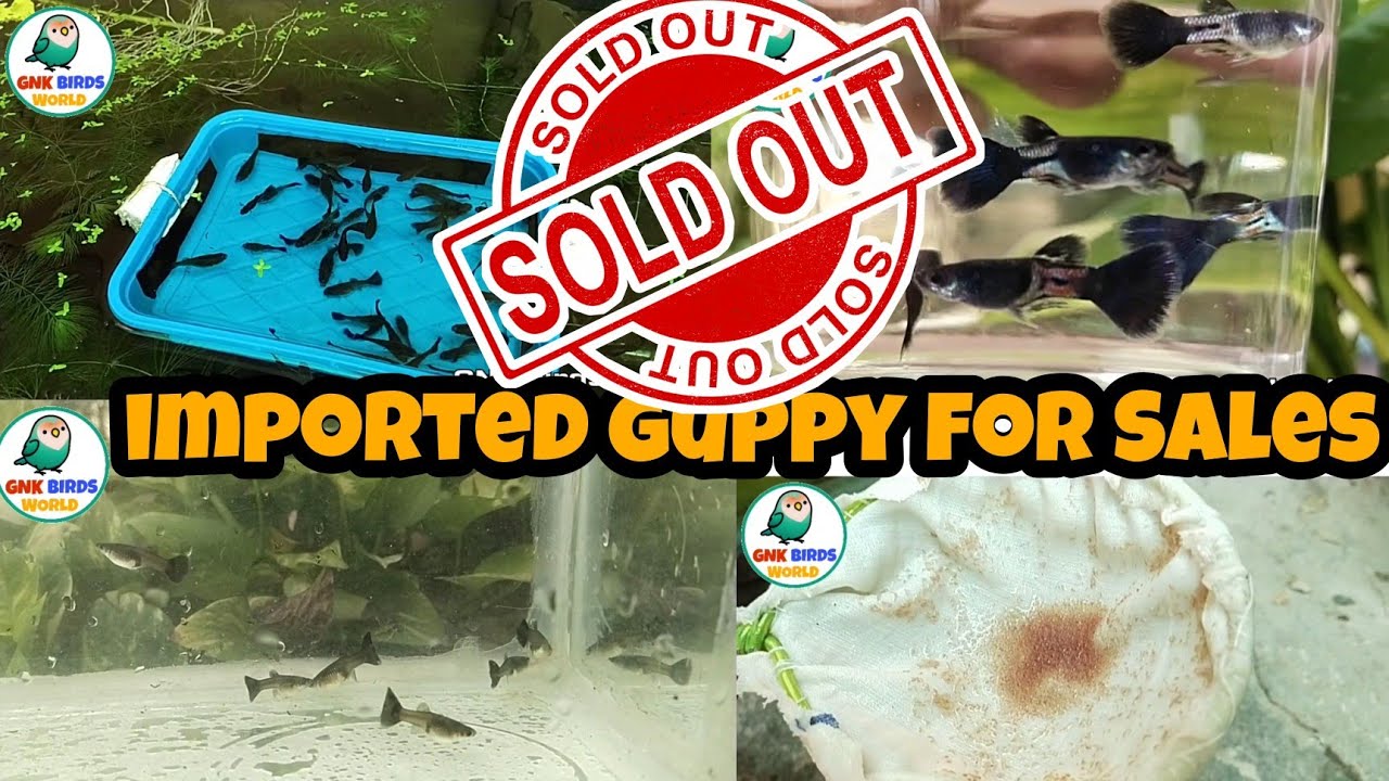 imported guppy for Sales/ metalic black Guppy