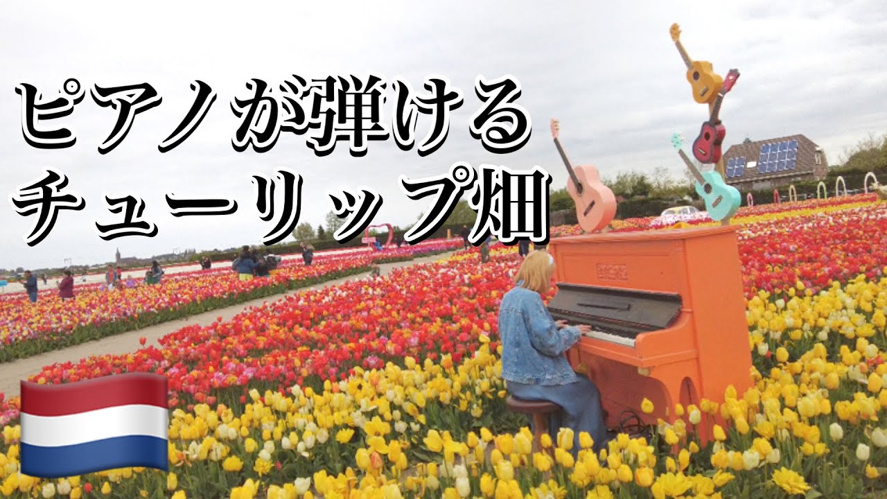 【Vlog】フォトジェニックすぎるオランダのチューリップ畑🌷The Tulip Barn